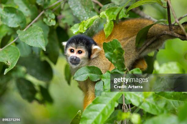 Bolivian squirrel monkey / black-capped squirrel monkey in tree, Pampas del Yacuma, Bolivia.