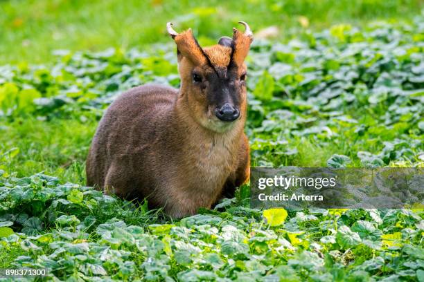 Reeves's muntjac male, native to southeastern China and Taiwan.