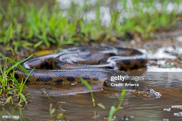 Anaconda snake in shallow water of swamp in the Pampas del Yacuma in Bolivia.