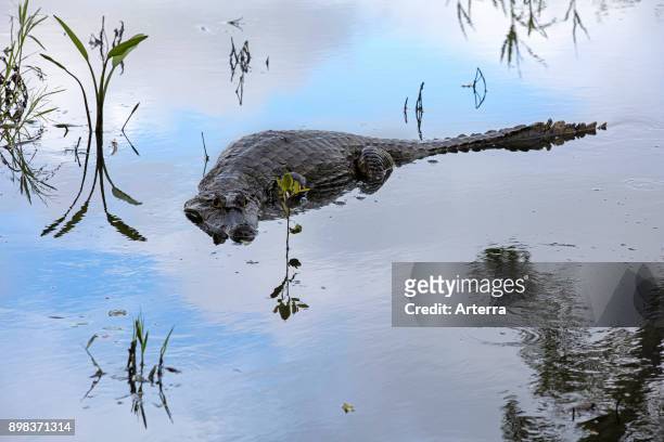Black caiman , large crocodilian of the Amazon basin in South America.