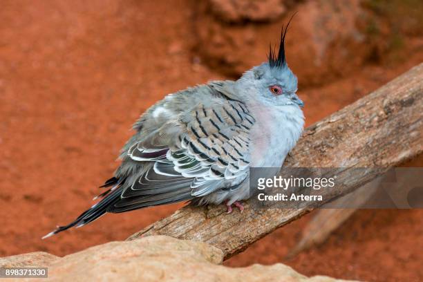 Crested pigeon native to Australia.