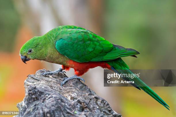 Australian king parrot female, native to eastern Australia.