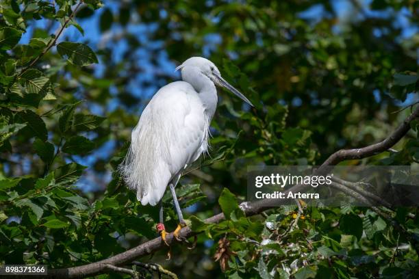 Little egret perched in tree in summer.