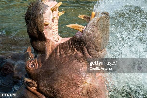 Common hippopotamus / hippo in lake showing huge teeth and large canine tusks in wide open mouth.