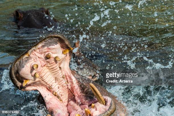 Common hippopotamus / hippo in lake showing huge teeth and large canine tusks in wide open mouth.