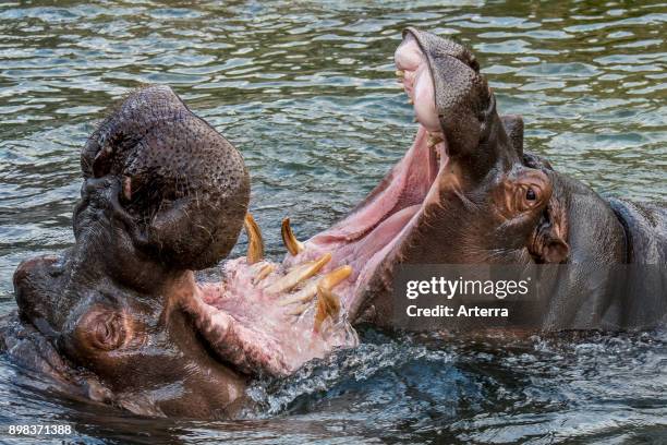 Fighting hippopotamuses / hippos in lake showing huge teeth and large canine tusks in wide open mouth.