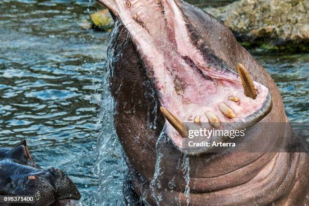 Common hippopotamus / hippo in lake showing huge teeth and large canine tusks in wide open mouth.