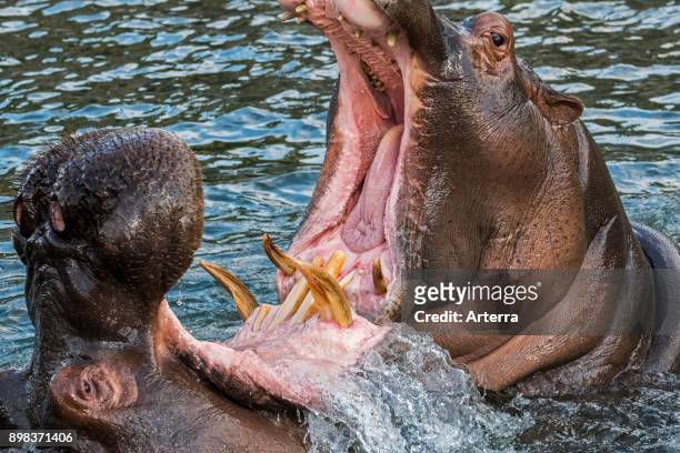 Fighting hippopotamuses / hippos in lake showing huge teeth and large canine tusks in wide open mouth.