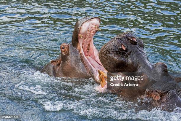 Fighting hippopotamuses / hippos in lake showing huge teeth and large canine tusks in wide open mouth.