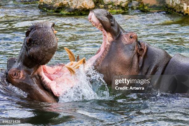 Fighting hippopotamuses / hippos in lake showing huge teeth and large canine tusks in wide open mouth.