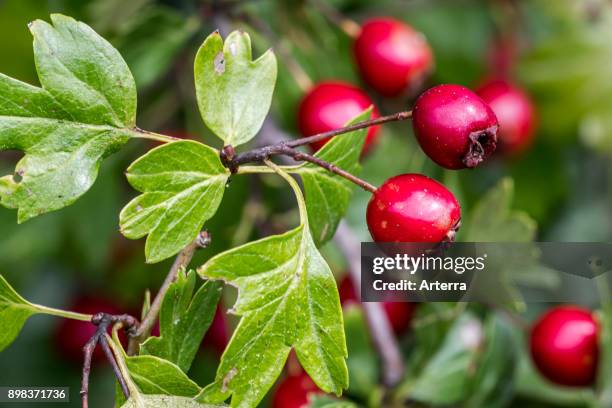 Define Haw 1,087 Hawthorn Fruit Stock Photos, High-Res Pictures, and Images ...