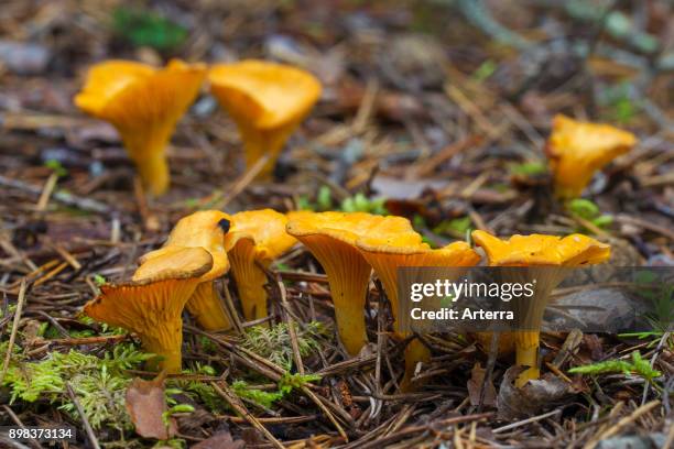 Chanterelle / girolle edible mushrooms on the forest floor in autumn woodland.