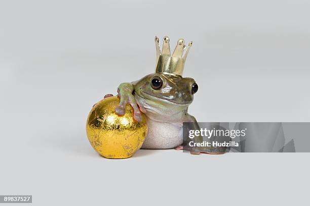 the frog prince and gold ball, studio shot - frog prince stock pictures, royalty-free photos & images