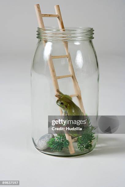 a frog in a jar on a ladder - frosch stock-fotos und bilder