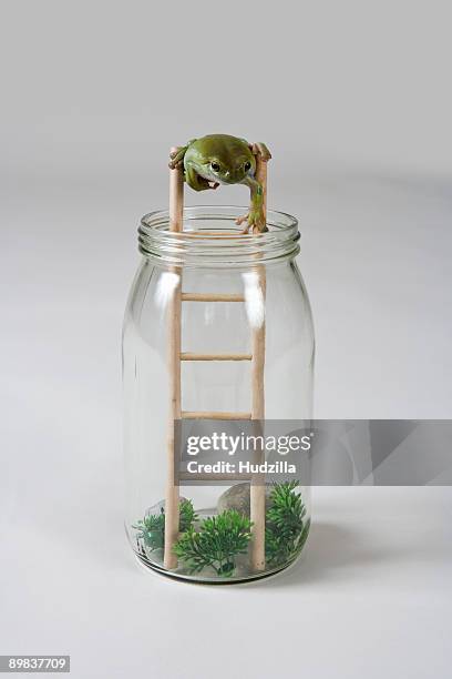 a frog climbing down a ladder - frosch stock-fotos und bilder