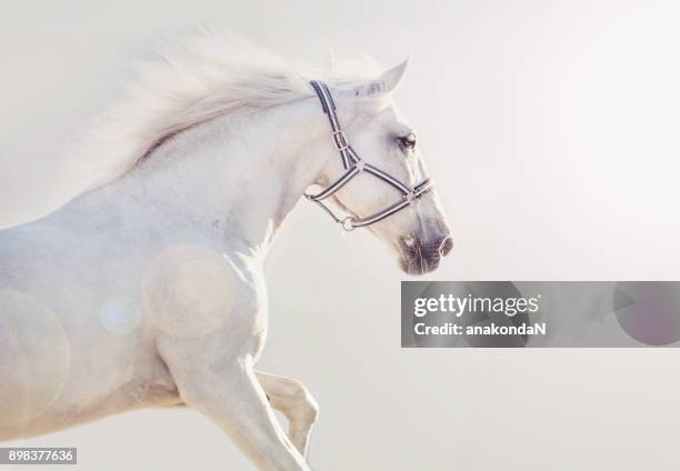 running lipizzaner horse at gray  background - faster horses stock pictures, royalty-free photos & images