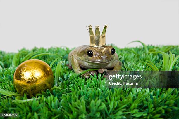 the frog prince and gold ball, studio shot - froschkönig stock-fotos und bilder