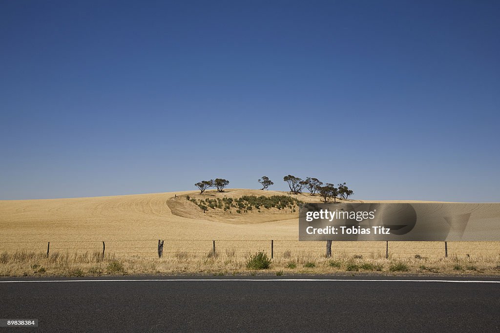 Trees in a wheat field by a roadside