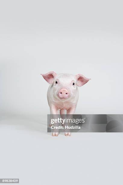 piglet, studio shot - keutje stockfoto's en -beelden