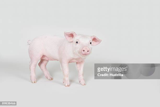 piglet, studio shot - piglet stock pictures, royalty-free photos & images