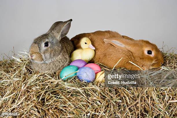 two rabbits, a duckling and easter eggs, studio shot - downy duck ストックフォトと画像