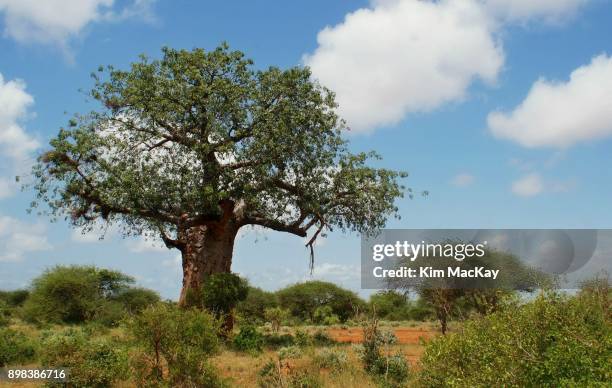 baobab tree standing majestically in the african landscape - baobab stock pictures, royalty-free photos & images