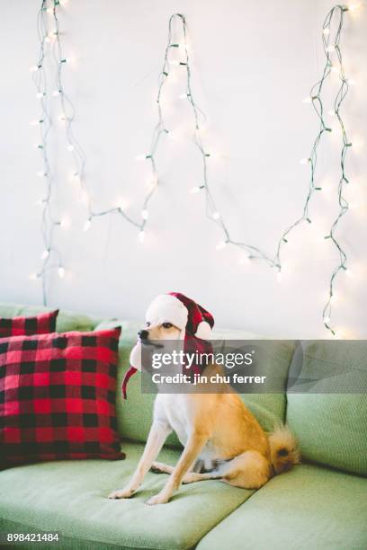 christmas shiba inu mix - shiba inu winter stock pictures, royalty-free photos & images