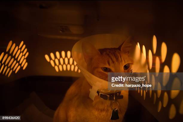 miserable cat sitting in a carrier wearing a cone - harpazo hope stock pictures, royalty-free photos & images