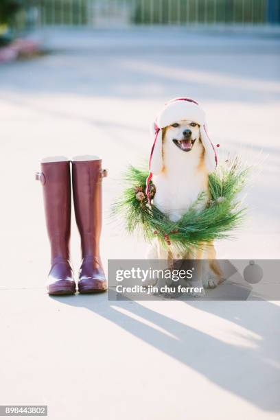 christmas walk. - shiba inu winter stock pictures, royalty-free photos & images