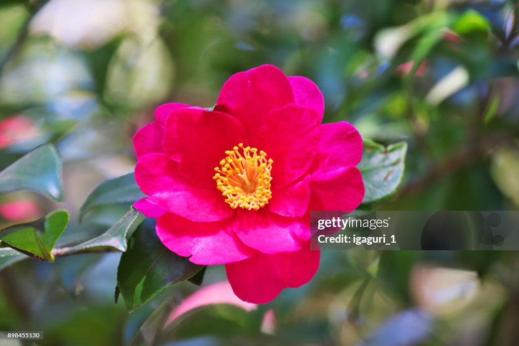 Flower of the sasanqua