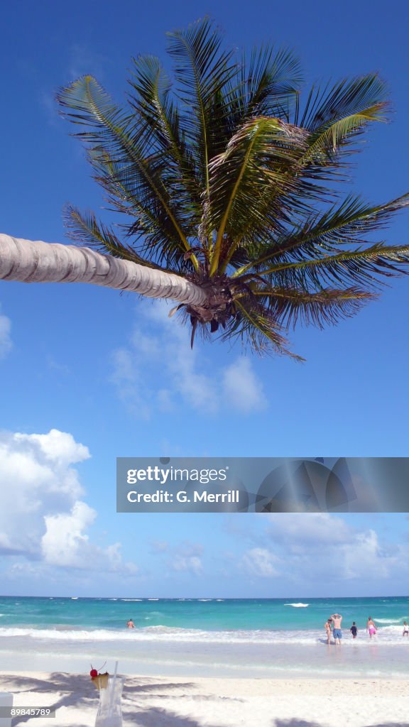 Palm tree in Tulum, Mexico.