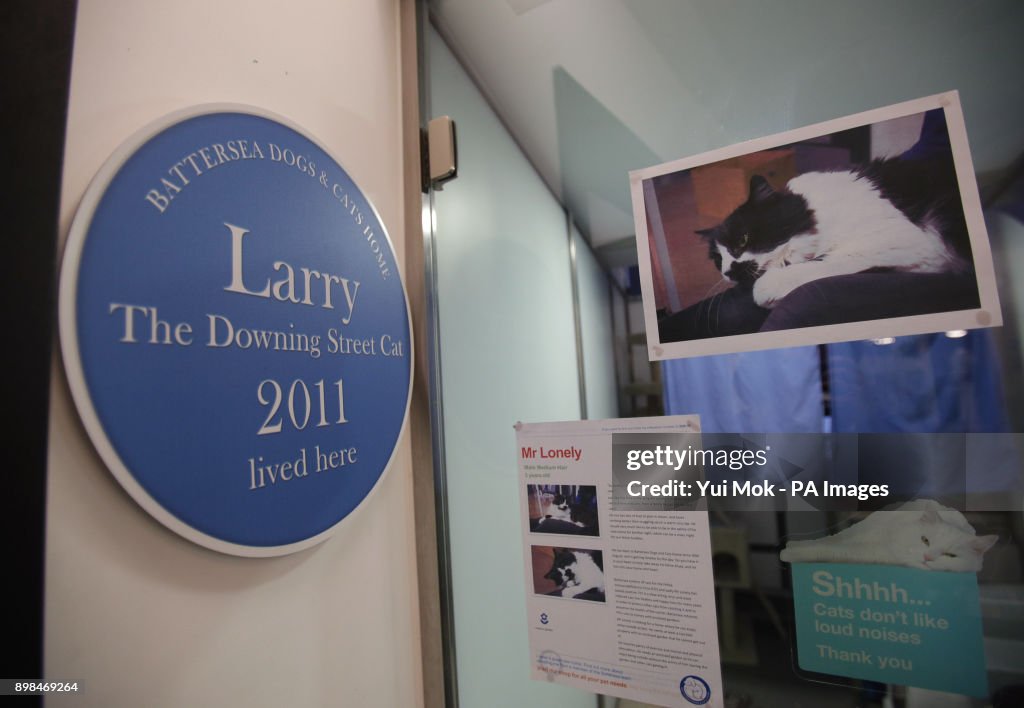 Battersea Dogs & Cats Home Christmas Feature