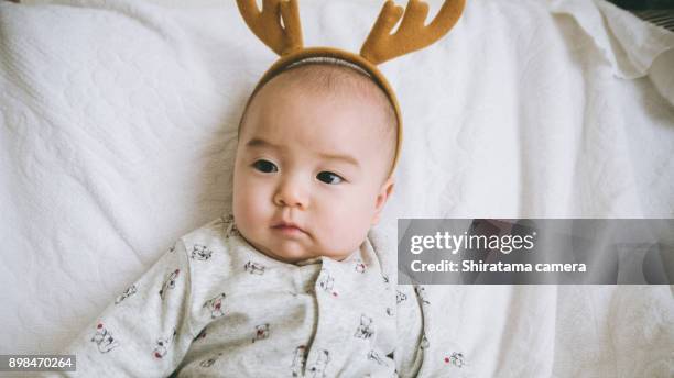 baby reindeer - shiratama camera stock pictures, royalty-free photos & images