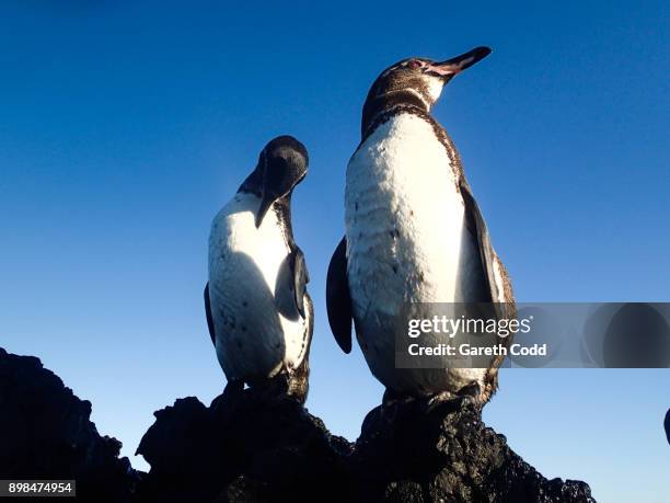 galapagos penguins - penguin south america stock pictures, royalty-free photos & images
