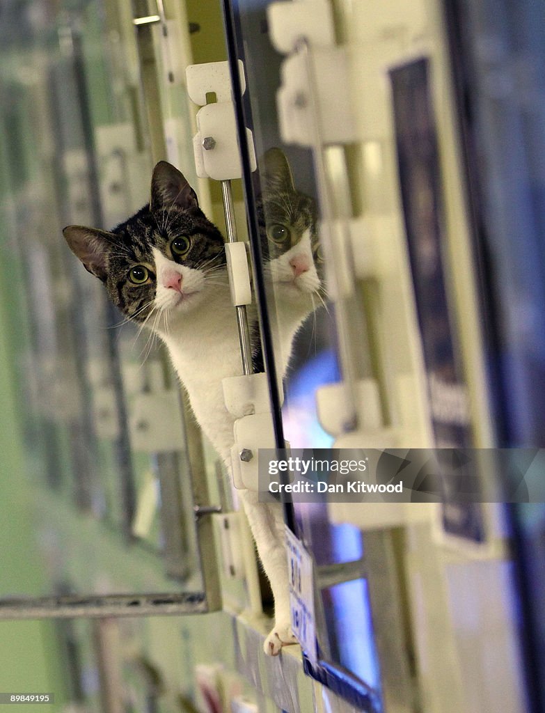 Cat Emergency At Battersea As Fewer Prospective Owners Come Forward