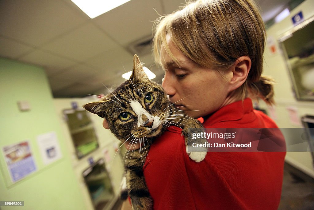 Cat Emergency At Battersea As Fewer Prospective Owners Come Forward