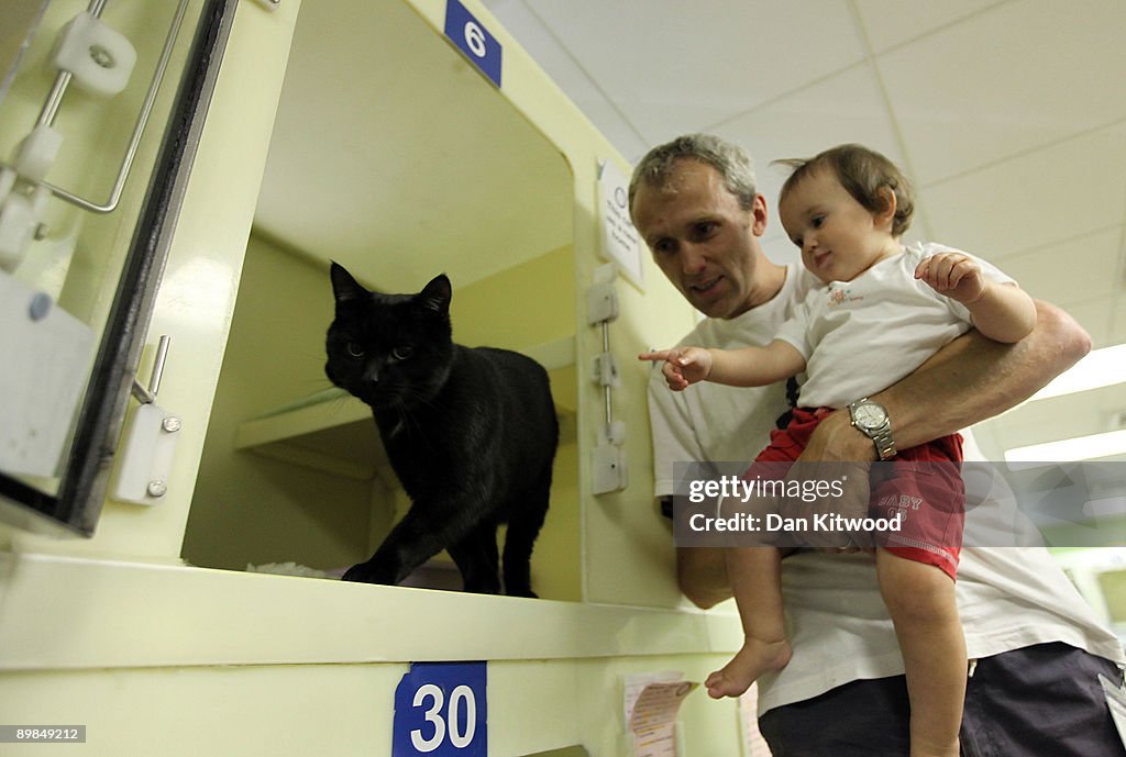 Cat Emergency At Battersea As Fewer Prospective Owners Come Forward