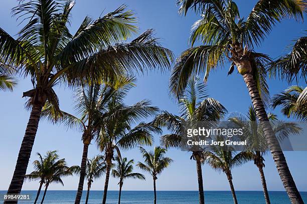 palm trees - puerto del carmen stockfoto's en -beelden