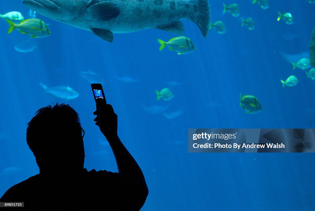 Cell phone in the aquarium