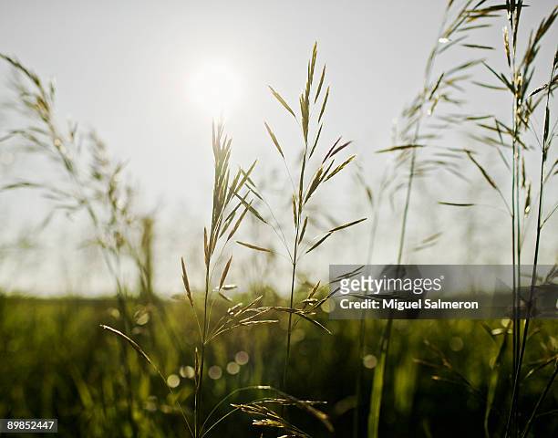 field grass up-close - lander wyoming stock pictures, royalty-free photos & images