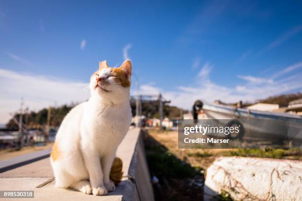 a wild cat by seaside - takamatsu bildbanksfoton och bilder