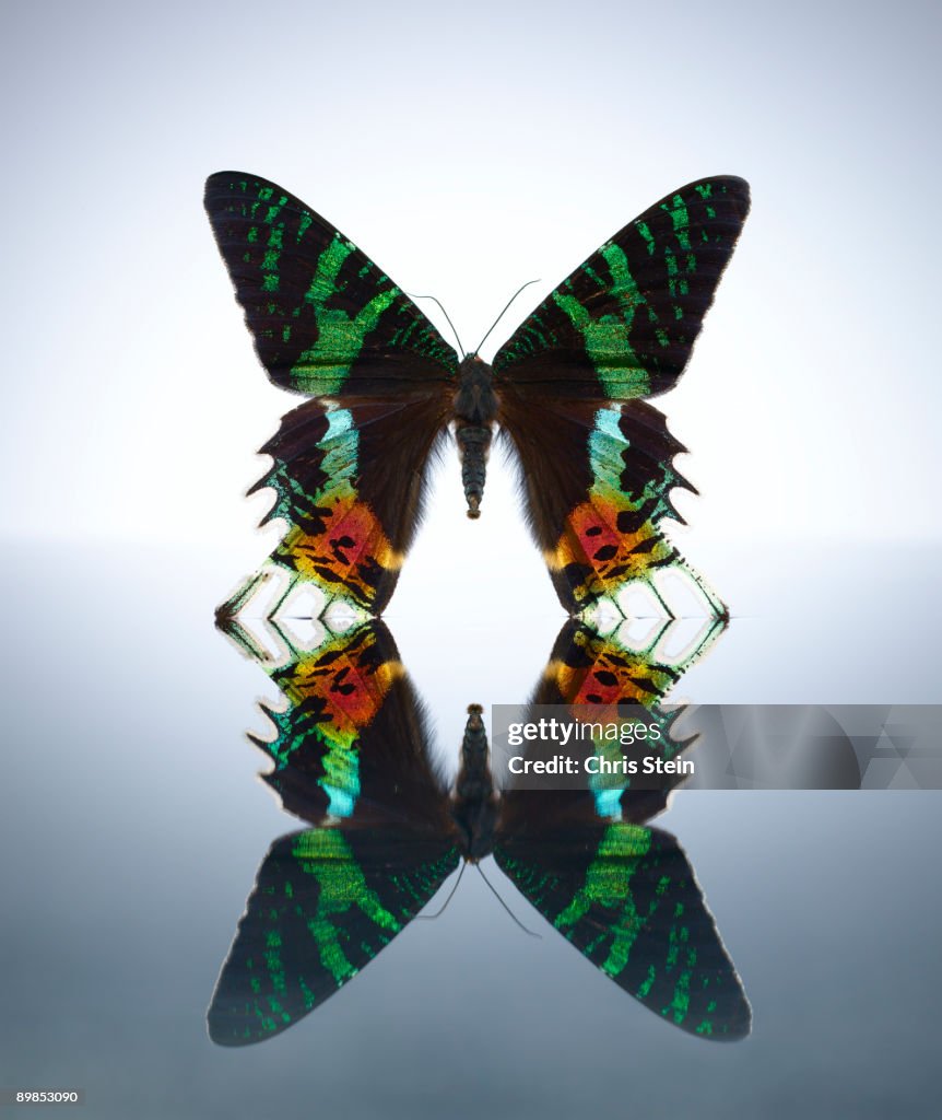 Multi-color butterfly in a water pool