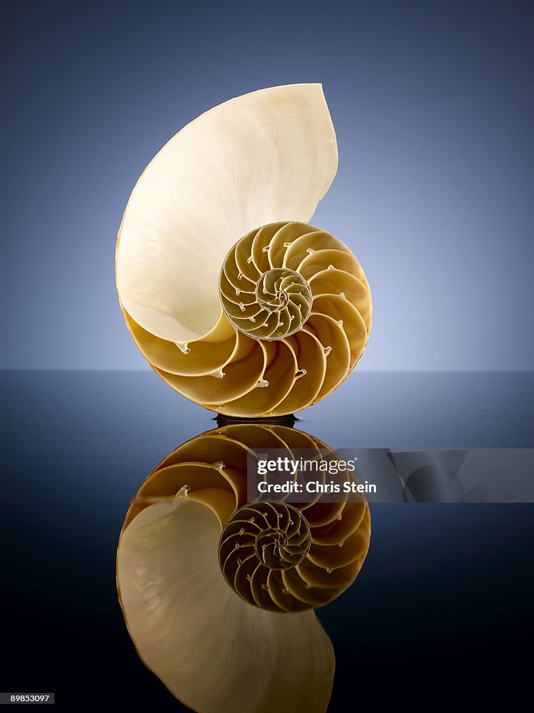 Half a Nautilus Shell in a pool of water