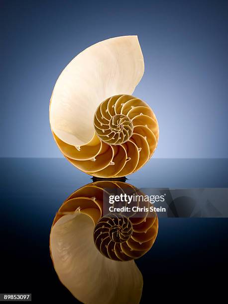 Half Bird Shell 30 Half A Nautilus Shell Stock Photos, High-Res Pictures, and Images ...