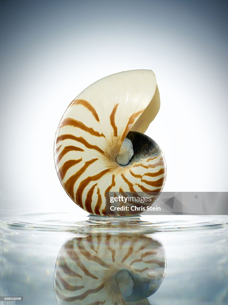 Nautilus Shell in a still pool of water