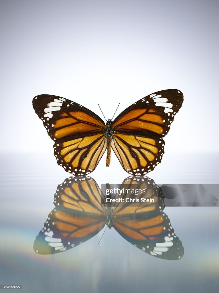 Monarch Butterfly in a still pool of water 