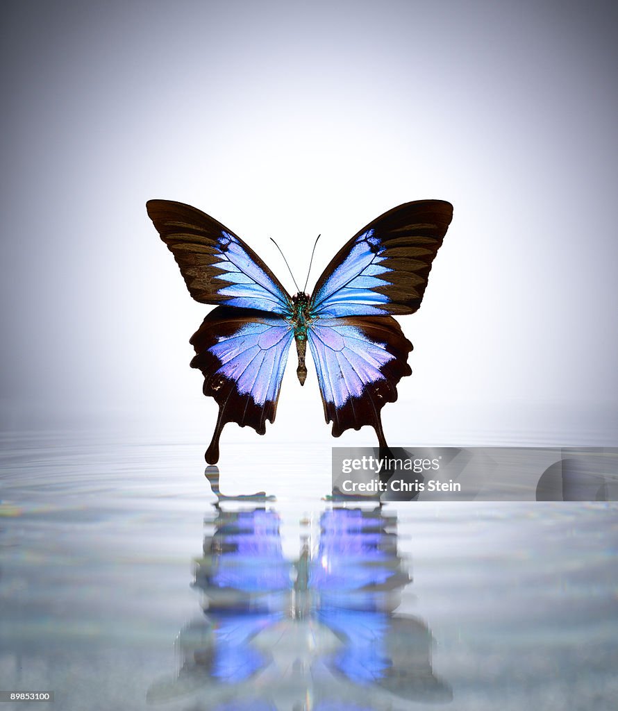 Blue Mountain Swallow Butterfly in a pool of water