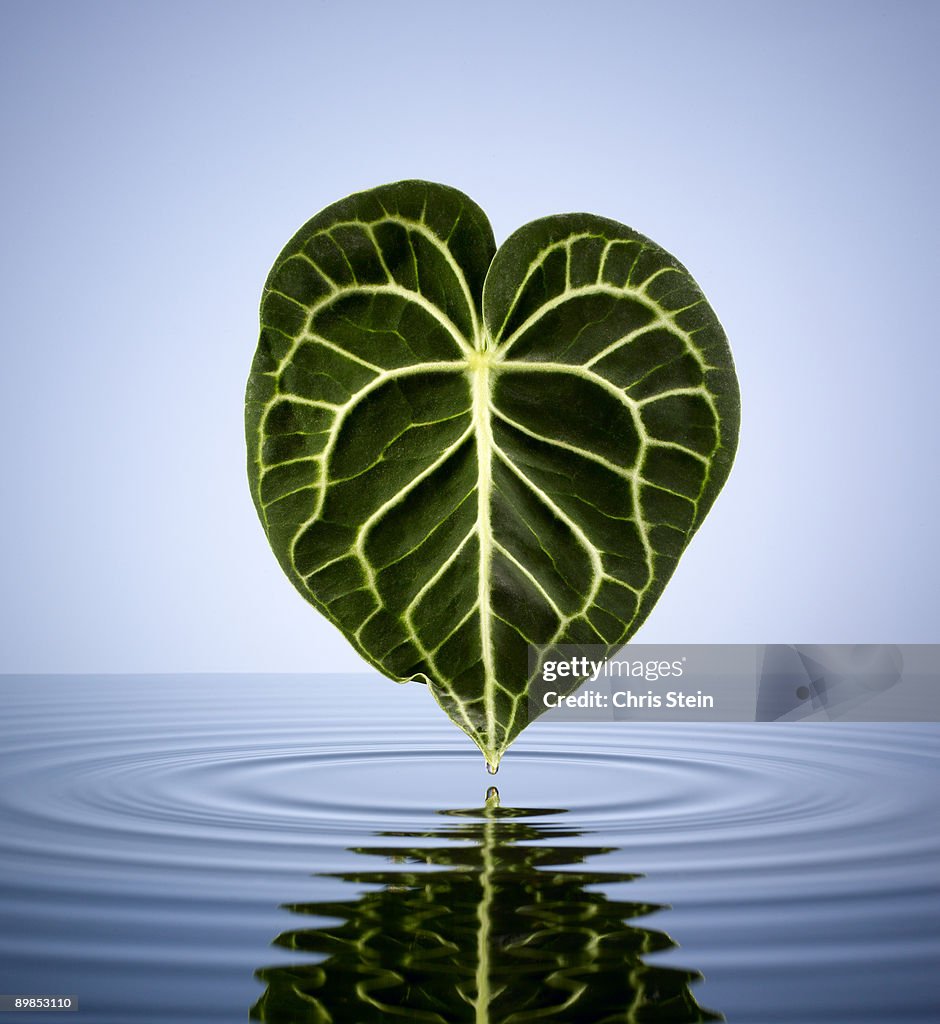 Green Leaf in a pool of water