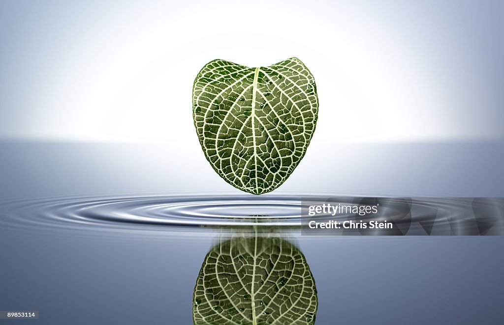 Green Leaf in a water pool