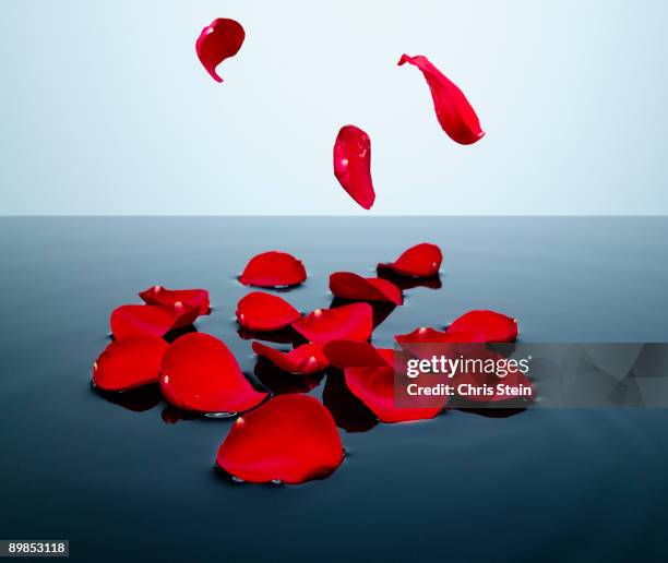 red rose petals falling into a pool of water - petalo di rosa foto e immagini stock